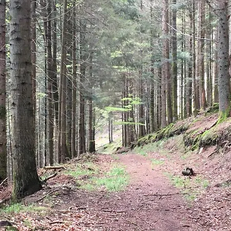 L'ecureuil Des Lacs * Xonrupt-Longemer