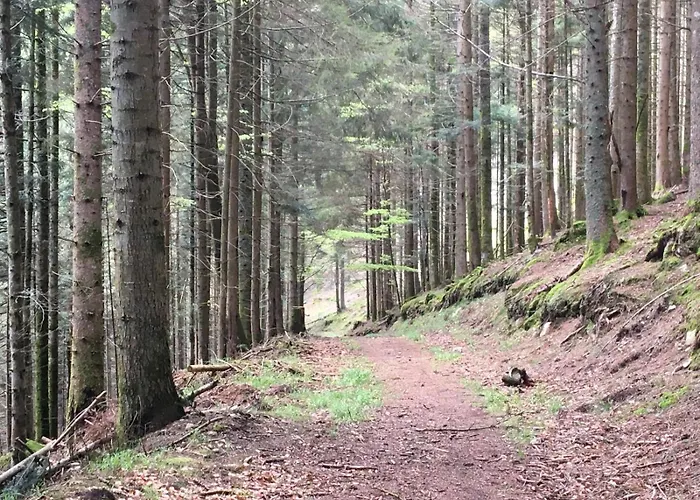 L'ecureuil Des Lacs * Xonrupt-Longemer